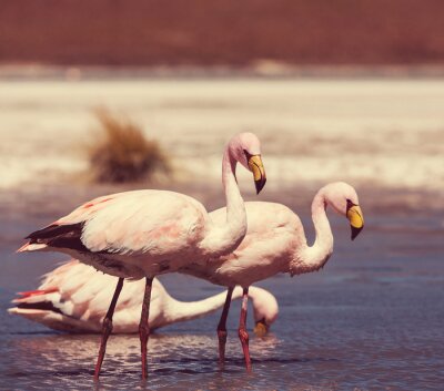 Drei im Wasser watende Flamingos