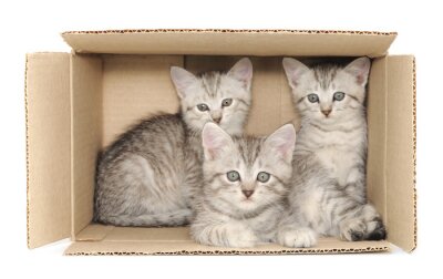 Fototapete Drei Kätzchen im Papierbox
