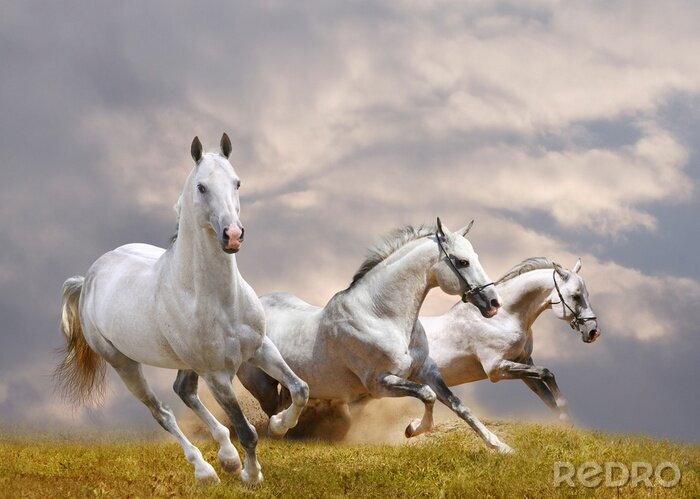 Fototapete Drei pferde auf einer lichtung