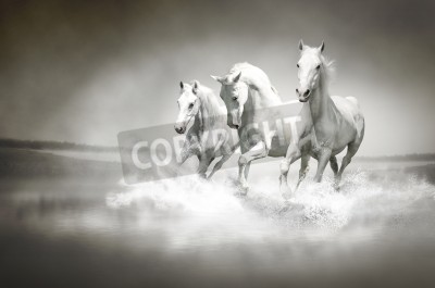 Fototapete Drei pferde im wasser