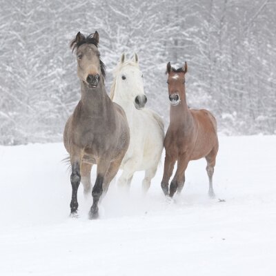 Fototapete Drei pferde im winter