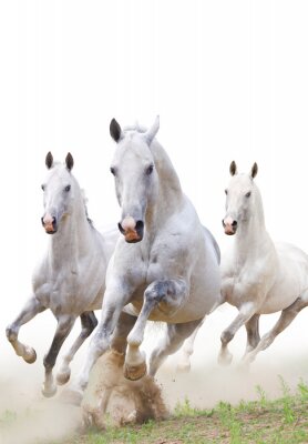 Fototapete Drei pferde in grauem staub