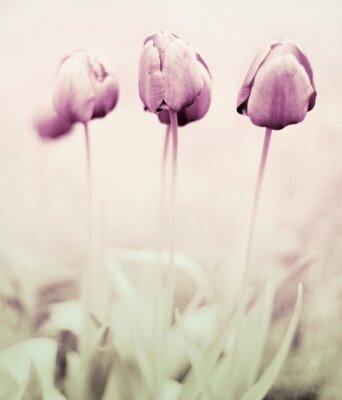 Fototapete Drei romantische Tulpen