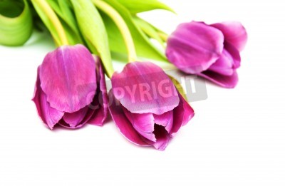 Fototapete Drei rosa Tulpen