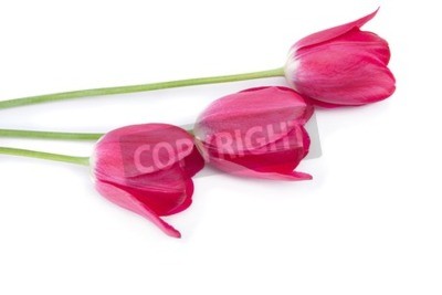 Fototapete Drei rosa Tulpen auf weißem Hintergrund
