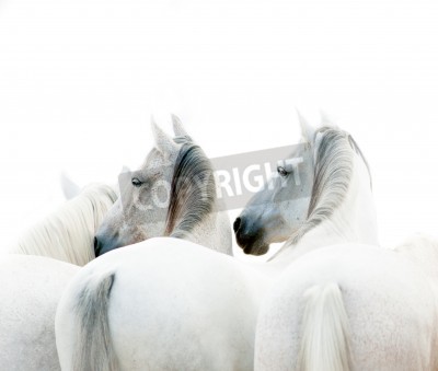 Fototapete Drei weiße pferde auf hellem hintergrund