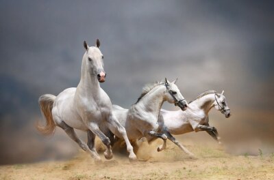 Drei weiße Pferde im Galopp