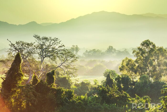 Fototapete Dschungel