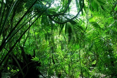 Fototapete Dschungel am Sommertag