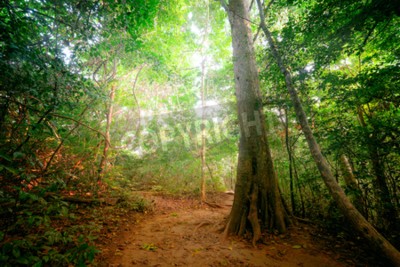 Fototapete Dschungel an einem sonnigen Tag