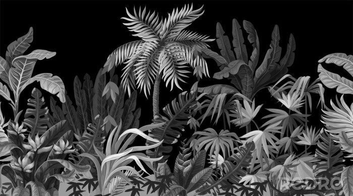 Fototapete Dschungel auf schwarzem Hintergrund