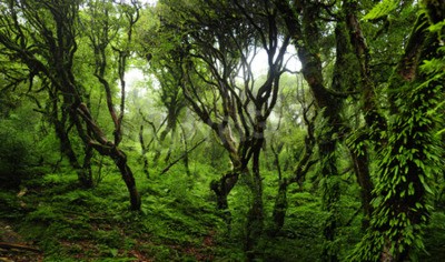 Fototapete Dschungel Bäume und Lianen
