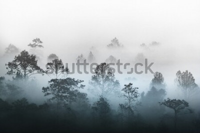Fototapete Dschungel bei Nebel