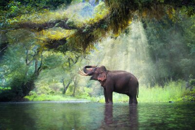 Fototapete Dschungel-Elefant