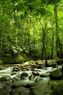 Fototapete Dschungel Fluss und Steine