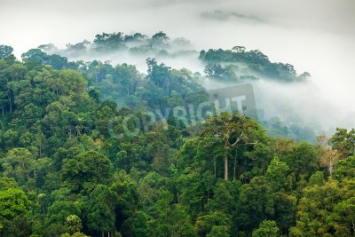 Fototapete Dschungel im dichten Nebel