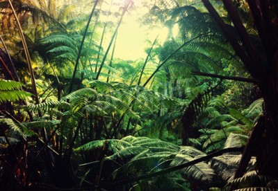 Fototapete Dschungel im Retro-Stil