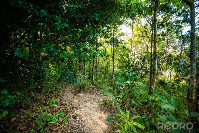 Fototapete Dschungel in Asien