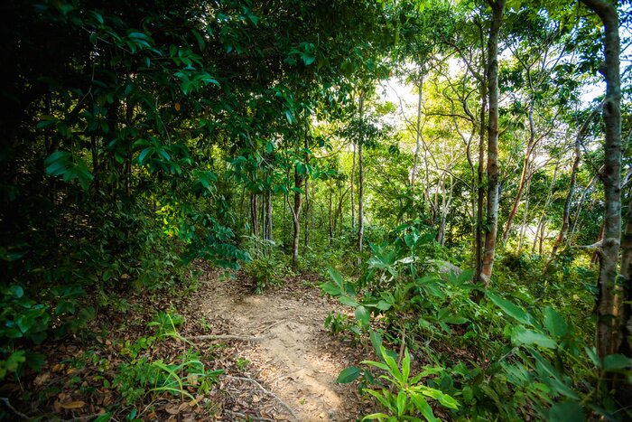 Fototapete Dschungel in Asien