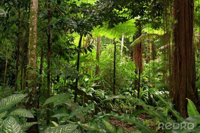 Fototapete Dschungel in Australien