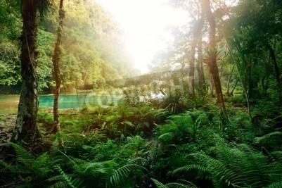 Fototapete Dschungel in Guatemala