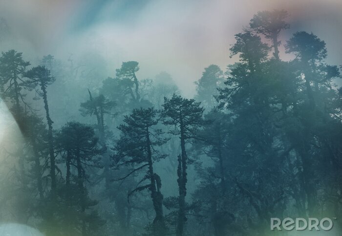 Fototapete Dschungel in nepal