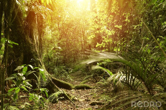 Fototapete Dschungel in Sonnenstrahlen