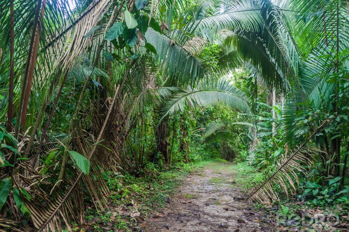Fototapete Dschungel Tropen 3D