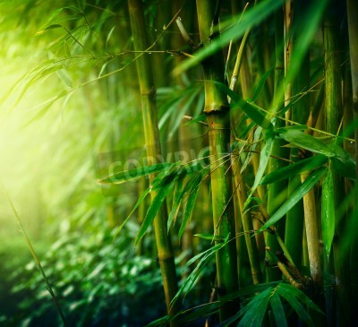 Fototapete Dschungel und Bambusbäume