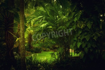 Fototapete Dschungel und dunkle Bäume