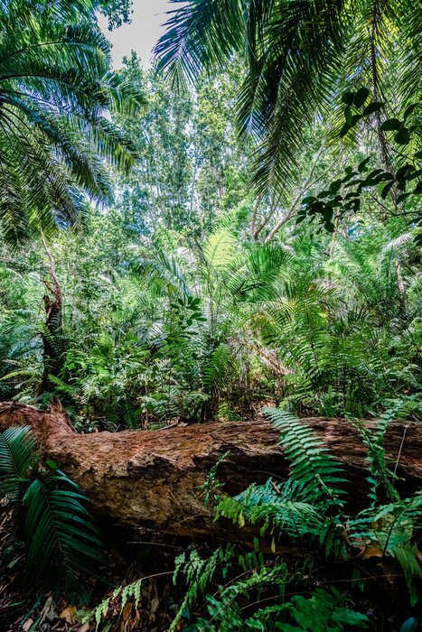 Fototapete Dschungel und grüne Bäume