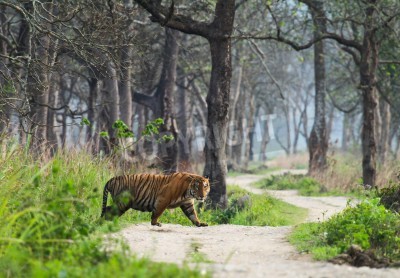 Fototapete Dschungel und spazierender Tiger