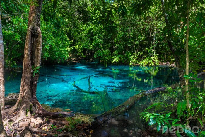 Fototapete Dschungel und türkisfarbener Teich