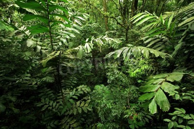 Fototapete Dschungel voller Wildpflanzen
