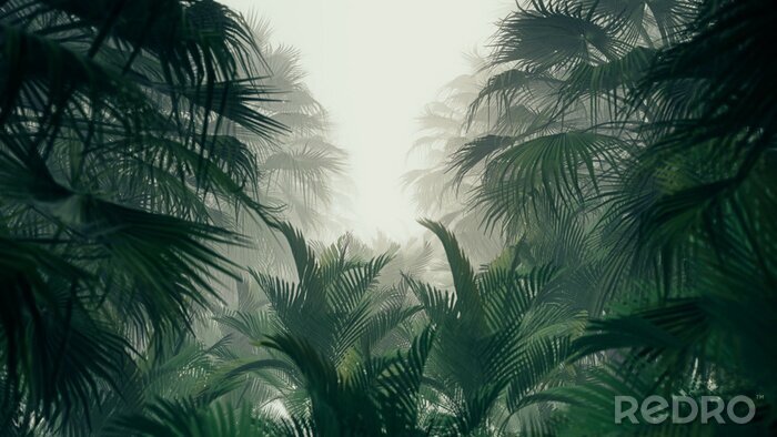 Fototapete Dschungelblätter im Nebel