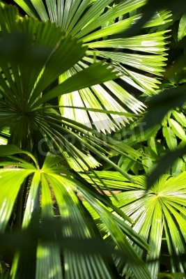 Fototapete Dschungelpflanzen in der Sonne