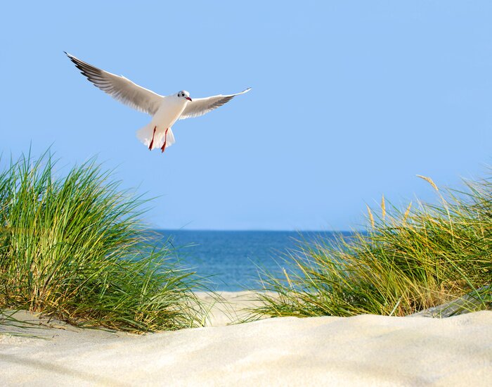 Fototapete Dünen Möwe und Meer