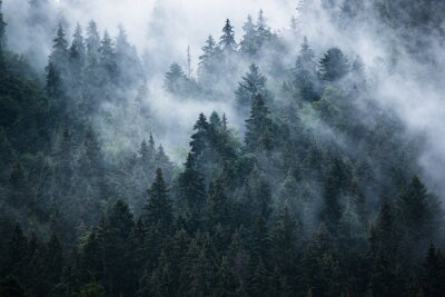 Fototapete Düsterer bergwald