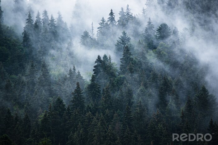 Fototapete Düsterer bergwald