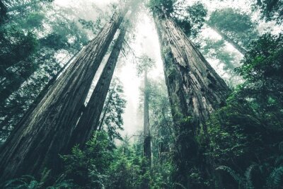 Fototapete Düsterer Wald und Bäume