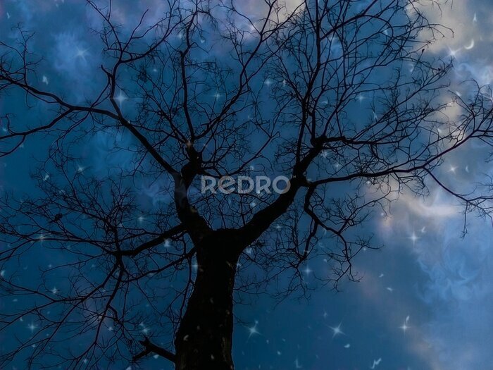 Fototapete Dunkelblaue Nachtbaumansicht