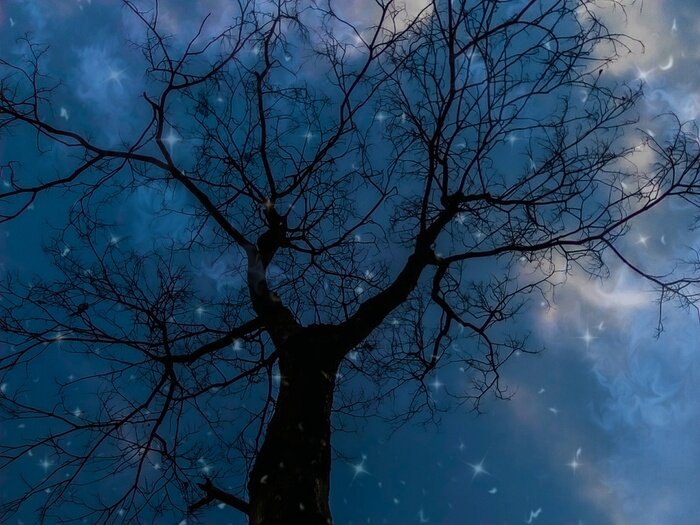 Fototapete Dunkelblaue Nachtbaumansicht