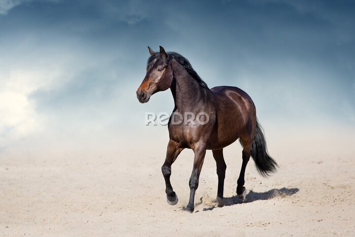 Fototapete Dunkelbraunes Pferd in der Wüste
