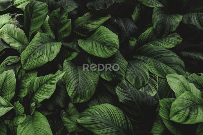 Fototapete Dunkelgrüne Blätter