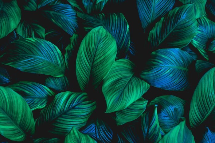 Fototapete Dunkelgrüne Blätter