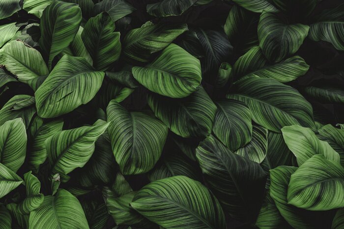 Fototapete Dunkelgrüne Blätter