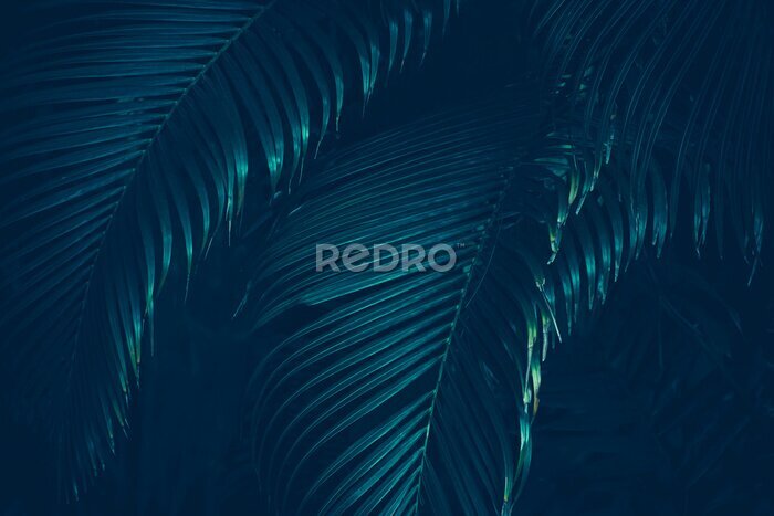 Fototapete Dunkelgrüne Blätter einer tropischen Pflanze