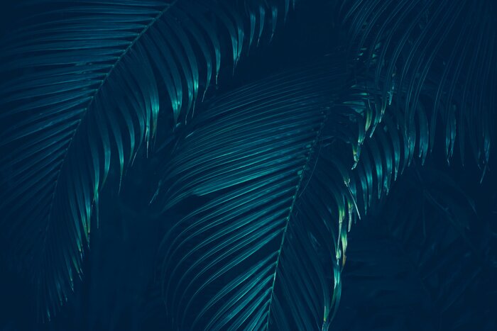 Fototapete Dunkelgrüne Blätter einer tropischen Pflanze