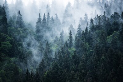 Fototapete Dunkelgrüne nadelbäume