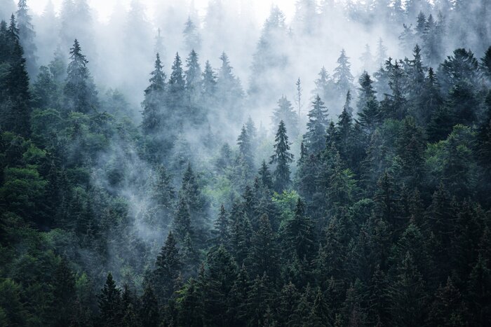 Fototapete Dunkelgrüne nadelbäume